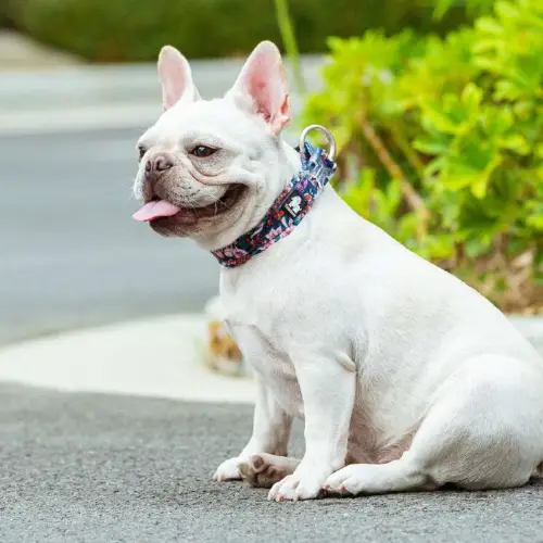 Collier pour chien Flower Edition : design floral stylé et premium Collier pour chien avec motif floral exclusif Flower Edition