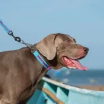 Collier Martingale pour chien Truelove