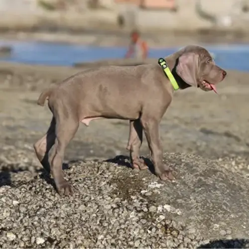 Collier pour chien Truelove Flux : confortable, solide et stylé Collier pour chien Truelove Flux : confortable, solide et stylé – Image 3