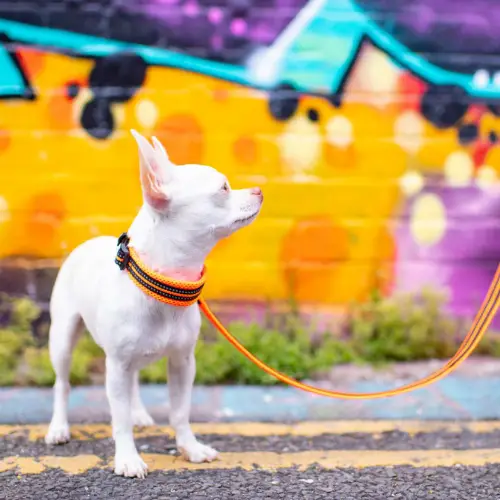 Collier pour chien en Mesh Truelove : confortable et respirant Collier pour chien en Mesh Truelove