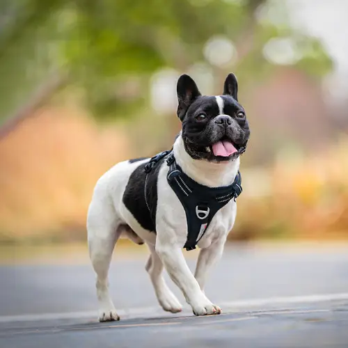 Harnais anti-traction Cordura pour chien : Robustesse & Durabilité Truelove Harnais Anti-Traction Truelove Country Plus Cordura