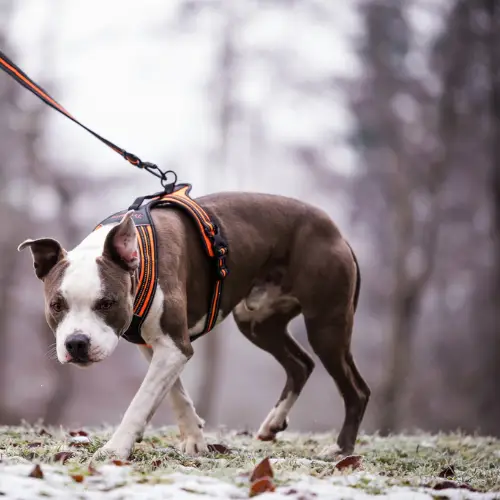 Harnais anti-traction pour chien Robustes et Puissants : Truelove Forest Harnais anti-traction Forest pour chien porté par un chien
