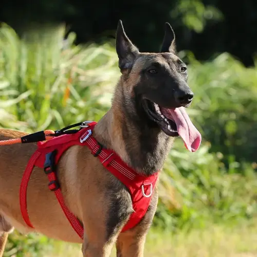 Harnais tactique pour chien : Robustesse & Professionnalisme Truelove Manley Harnais tactique pour chien Manley porté par un chien