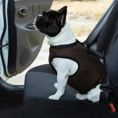 Harnais de sécurité auto pour chien : Protection & Confort Truelove Harnais de sécurité auto pour chien installé en voiture