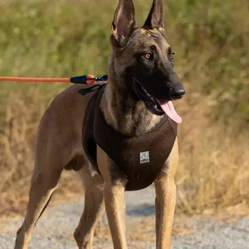 Harnais de sécurité auto pour chien : Protection & Confort Truelove Harnais de sécurité auto Truelove pour chien - Vue de face