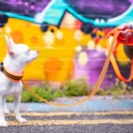 Laisse pour chien Truelove Walk