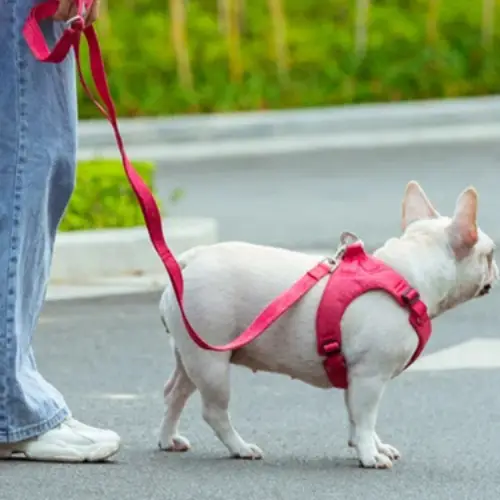 Laisse pour chien ECO : Écologique & Pratique Truelove Multi-poignées Laisse pour chien ECO portée lors d'une promenade