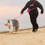 Laisse rétractable Enrouleur avec chien lors d'une promenade