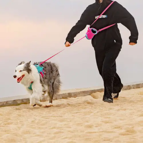Laisse rétractable : Automatique & Pratique Truelove Enrouleur Laisse rétractable Enrouleur avec chien lors d'une promenade