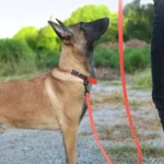 Laisse pour chien waterproof KARELI portée lors d'une promenade sous la pluie