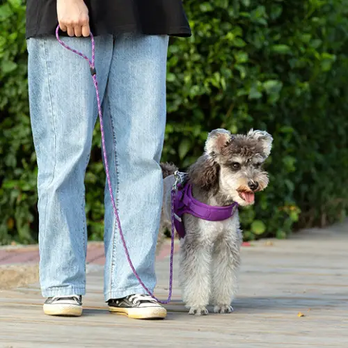 Laisse petit chien : Léger & Confortable Truelove Edison Laisse pour chien Truelove EDISON