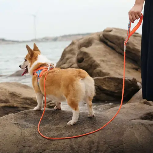 Laisse pour chien standard : Classique & Fiable Truelove Nemo Laisse pour chien Truelove Nemo