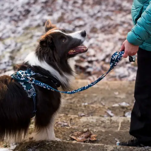 Laisse pour chien 140cm : Style & Confort Truelove Pull Plus Flower Laisse pour chien Truelove PULL Plus FLOWER - TLL3112