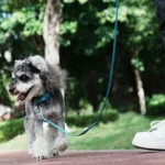 Laisse pour chien Truelove réfléchissante et légère