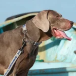 Laisse pour chien truelove PULL Plus