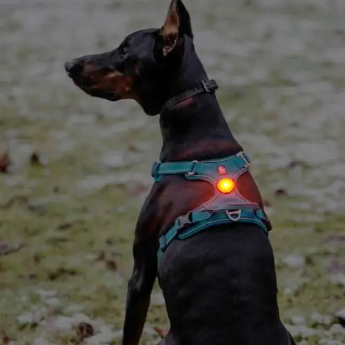 LED pour harnais Truelove truelove