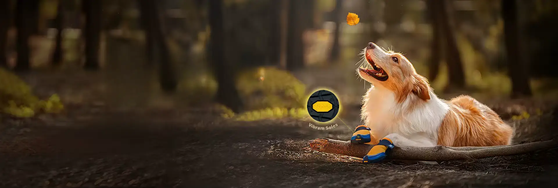 chaussure pour chien