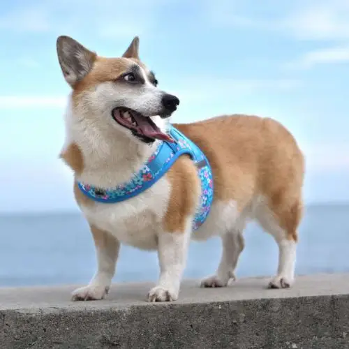 Harnais à enfiler Truelove truelove