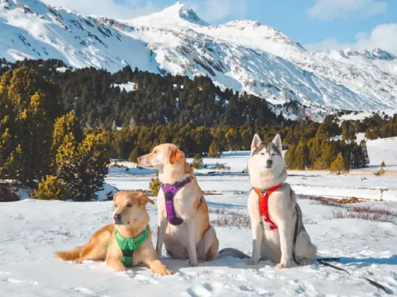 Harnais anti traction Truelove Country Plus