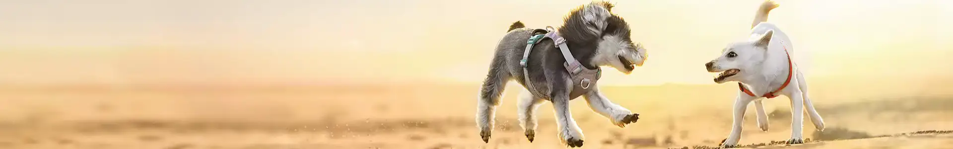 Accessoires pour chien