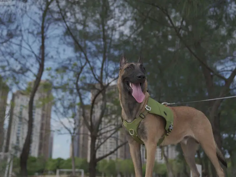 Histoire de Truelove