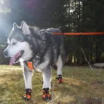 Chaussure pour Chien SHOE Truelove - hiver