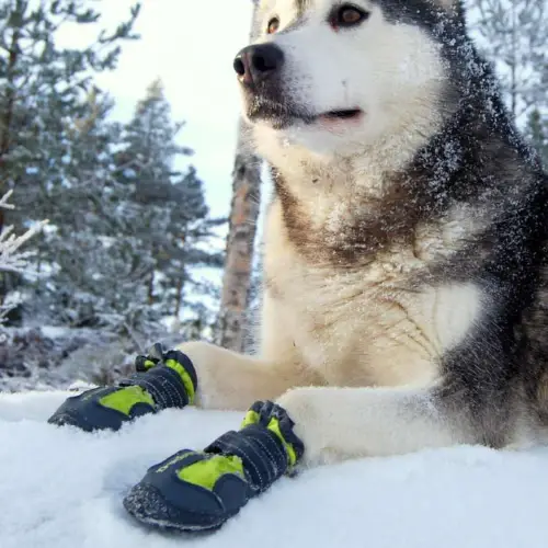 Chaussure pour chien Truelove GRIP - TLS3961 - illustration Chaussure pour chien Truelove GRIP