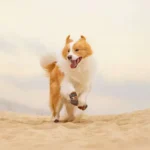 Chaussure pour chien Imperméable portée lors d'une promenade sur le sable chaud