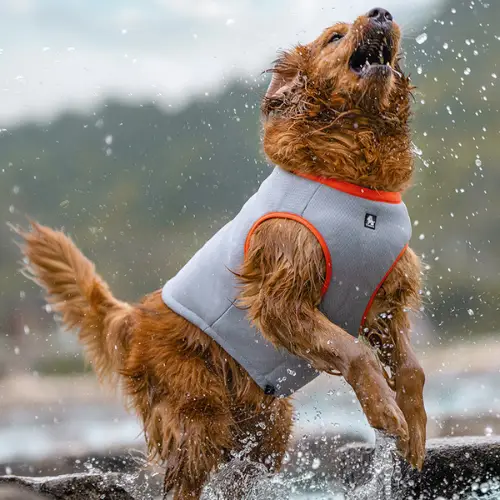 Gilet rafraîchissant pour chien : Cooling & Confort Truelove Gilet rafraîchissant pour chien porté lors d'une promenade estivale