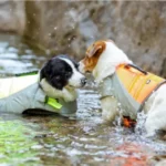 Gilet de sauvetage pour chien Truelove