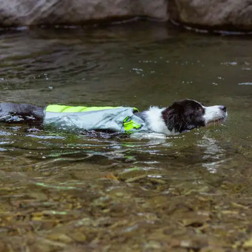 Gilet de sauvetage pour chien Gilet de sauvetage pour chien porté lors d'une baignade