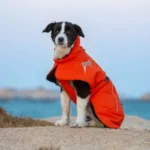 Manteau chaud pour chien Sortland porté lors d'une promenade en automne