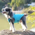 Manteau chaud pour chien porté lors d'une promenade hivernale