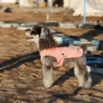 Manteau antibactérien pour chien Eddy porté lors d'une promenade