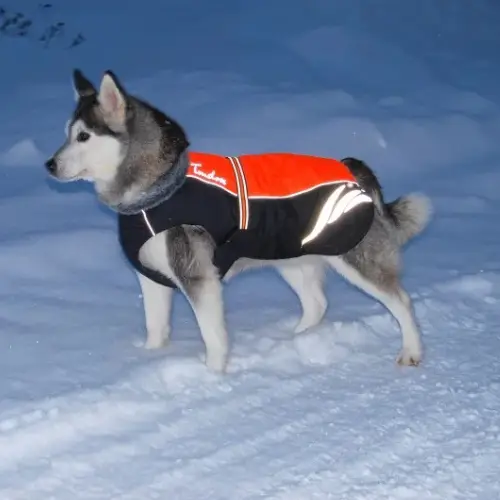 Manteau hiver pour chien Snow : Chaud & Confortable Truelove Manteau hiver pour chien Snow porté lors d'une promenade hivernale