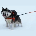 Laisse double chien 3 points Share Plus avec 2 chiens lors d'une promenade