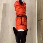 Image #2 de З***а