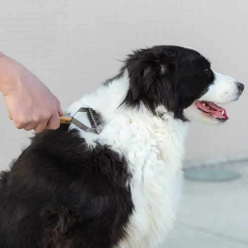 Brosse pour Chien Poils Morts Bambou Brosse pour Chien Poils Morts Bambou