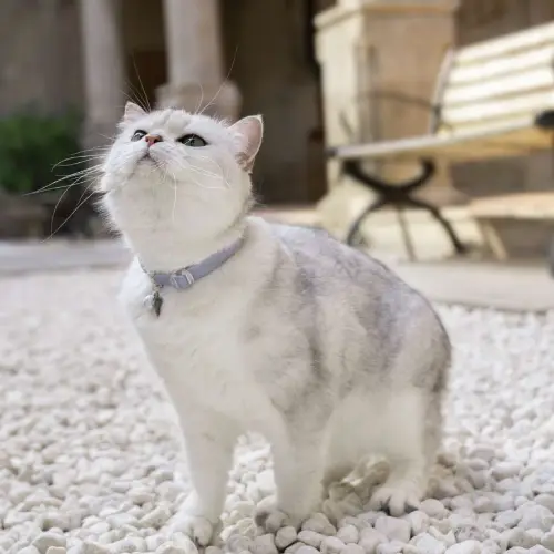 Collier pour chat anti-étranglement porté par un chat - clochette réfléchissante visible