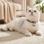 Chat blanc de race allongé portant avec élégance le collier floral TrueLove bleu à motifs fleurs blanches