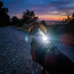 Chien portant le harnais lumineux Truelove en pleine nuit, montrant la puissance de l'éclairage de sécurité pour les balades sombres