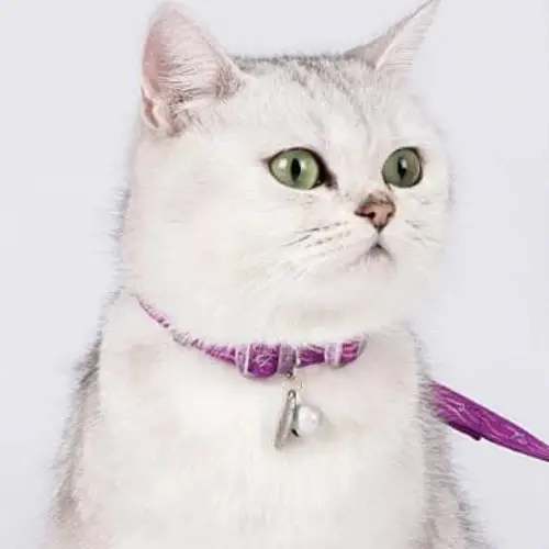 Accessoires pour chat - Harnais pour Chat Truelove - TLH3912