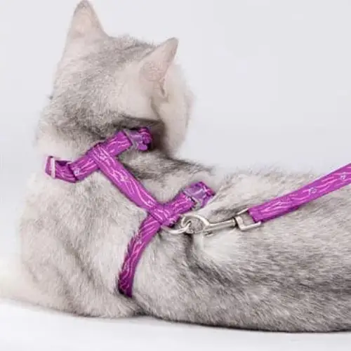 Harnais pour chat porté par un chat