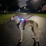 Un chien de race Lévrier porte la petite lampe LED de sécurité Truelove sur son harnais pour être visible la nuit