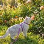 Chat domestique explorant l'extérieur en toute sécurité avec son ensemble harnais et laisse anti-fuite