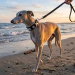 Lévrier portant le collier whippet rembourré ergonomique Truelove TLC5611