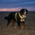Chien Bouvier Bernois portant le harnais réfléchissant TrueLove au crépuscule