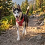 Chien de race Husky Sibérien portant le harnais éco-responsable Truelove TLH3012, idéal pour les chiens sportifs et robustes