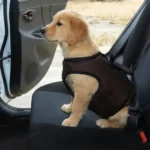 Chiot Golden Retriever attaché en voiture avec le harnais crash-testé Truelove marron