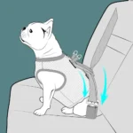 Mode d'emploi visuel pour sécuriser votre chien en voiture avec le harnais Truelove